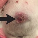 해원이네 동물병원 이미지