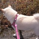 보듬어 줄개 이미지