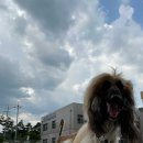 한국펫고등학교 이미지