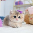 구땡샵