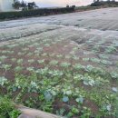 상모리-23 이미지