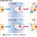 부산을 극지 연구 허브로 ＜1-8＞ 극지, 부산의 미래 보고- 결빙방지단백질과 생체동결 이미지