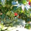 서천 마량리 동백나무 숲 이미지