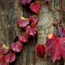 임고초등학교 이미지