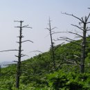 고사목 이미지