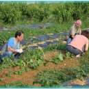 현우농장 이미지