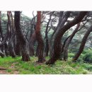 경주 삼릉숲 소나무 이미지