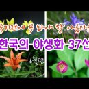 야생화 - 죽기전에 꼭 봐야 할 아름다운 한국의 봄 야생화 37선 / 싸돌맨(숲속여행) 이미지
