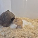 펫엔글라이더 대전점 이미지