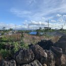 신흥민박 이미지