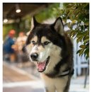 국수세탁소 이미지