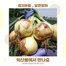 검지몰