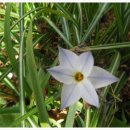 스노우드롭 이미지