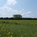 청보리목장 이미지