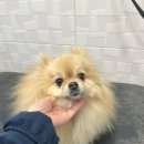 펫마켓 서구점 이미지