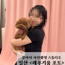 레푸기움 | 강아지 사진촬영 전문 스튜디오ㅣ일산 <레푸기움 포토> 촬영 후기!