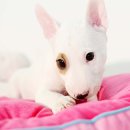 힐링애견샵 이미지