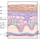 여우미가 이미지