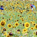 뚝섬한강공원-33 이미지