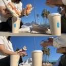 🌴 [LA 숙소] 뷰 맛집 에어비앤비 “파노라마 창 너머로 보이는 야자수 한 무더기~”