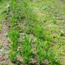 보리밭수제비 이미지