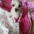 펫 목욕하는날 이미지