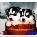 성주허스키켄넬 이미지