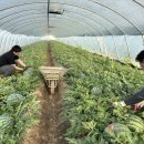 하늘농장8 이미지