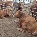 황금한우농장 이미지