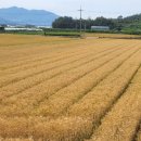 刈麥詞 (예맥사) - 申厚載 (신후재)