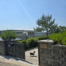 힐링위드독 이미지