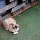 영흥면사무소 | 인천 영흥도 데이트 카페 가볼만한곳 때껄룩의 천국 고양이역 카페