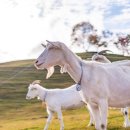 누리목장 이미지