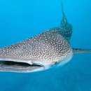 바다와고래 이미지