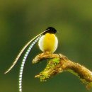 극락조(極樂鳥, Bird of Paradise) 이미지