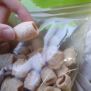 나라애견 송탄점 | 8월 평창 가족 여행 | 휘닉스파크 펫룸/루지/트래킹, 막국수, 한우, 허브나라 (애견동반)