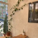 담금 젤라또 이미지