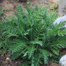 살바토레펜션 이미지