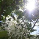 가호동5 이미지