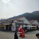 금성애견 티스토리