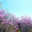 삼일동 주민센터 | 여수【영취산진달래등산코스】추천!