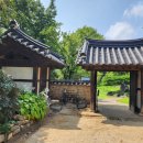 법인국화주