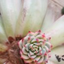 신데렐라 이미지