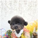 행복한펫샵 - 서구 국채보상로 343 | 행복한펫샵