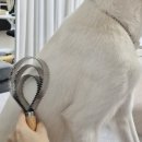 착한퍼피 | 강아지 털갈이 이중모 시바견 빗 애드퍼피 내돈내산 후기