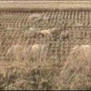경기도 평택시 현덕면 [장수리] 토지 매물 소액투자 가능(추가 동영상) 이미지