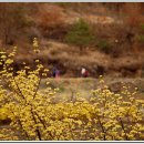 의성 사곡 산수유축제에서... 1 이미지