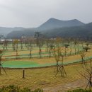 영광잔디 이미지