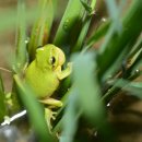 청개구리 이미지