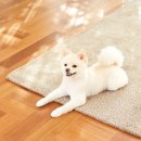 24시 송도힐 동물메디컬센터 이미지